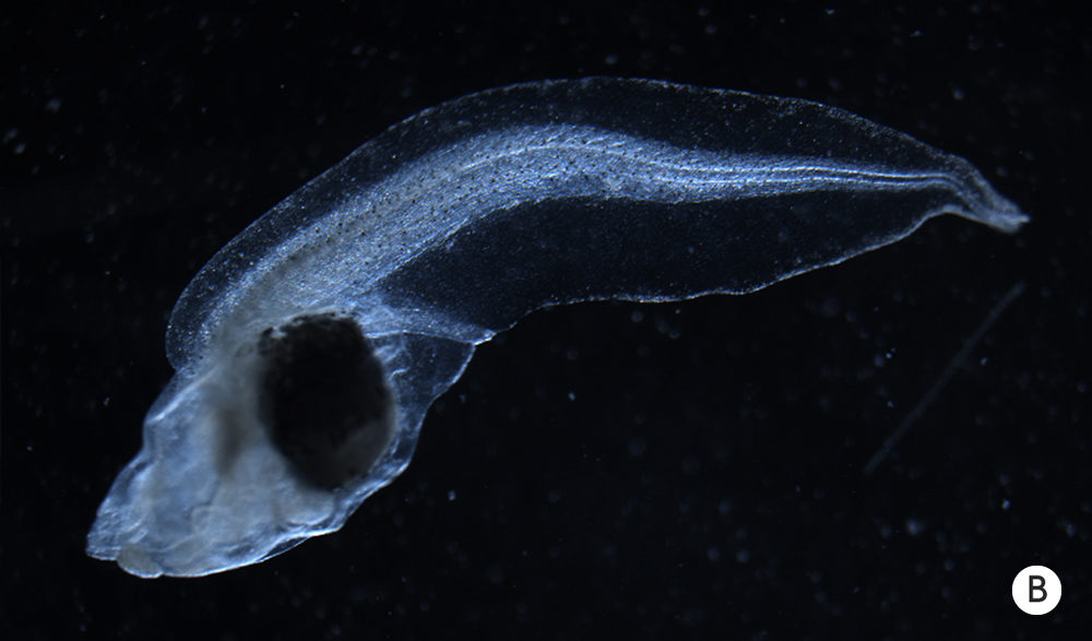 Click to enlarge tadpole biolectric 2