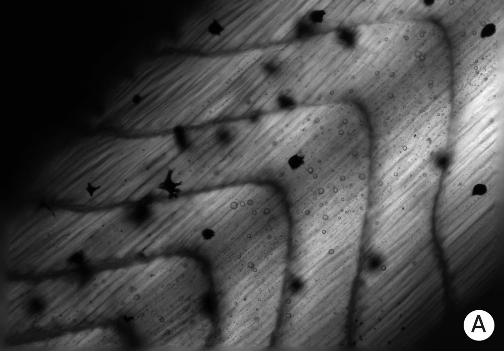 Click to enlarge tadpoles