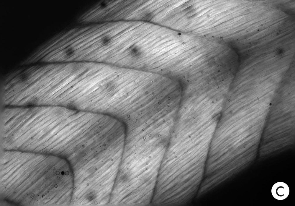 Click to enlarge tadpoles
