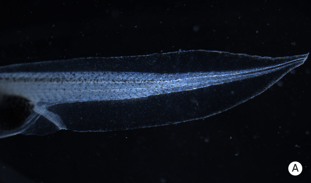 Click to enlarge tadpole