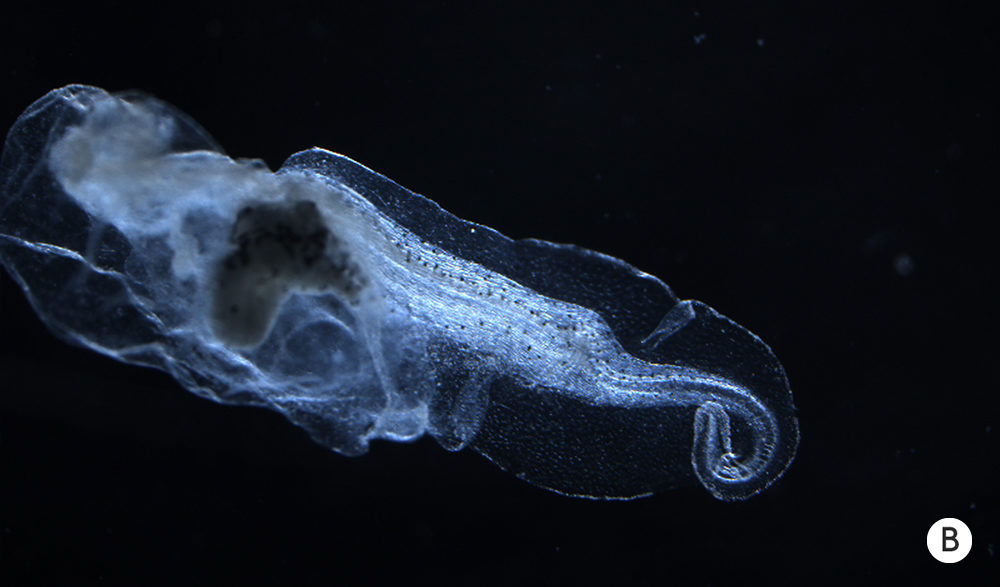 Click to enlarge tadpole