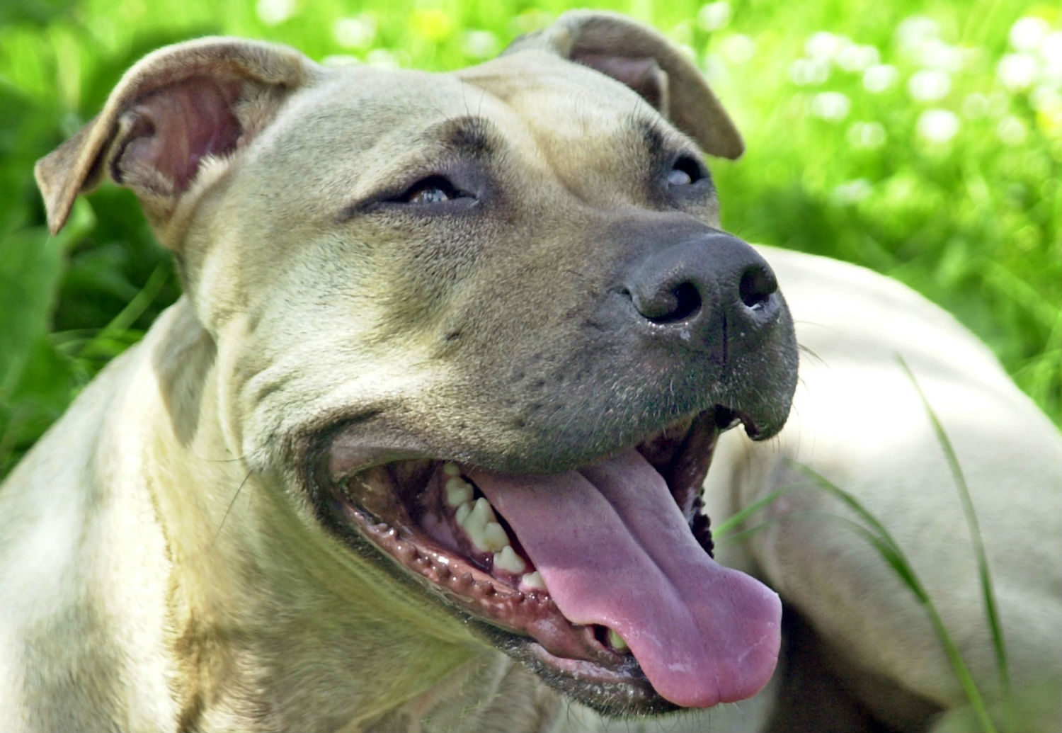 A Staffordshire terrier.
