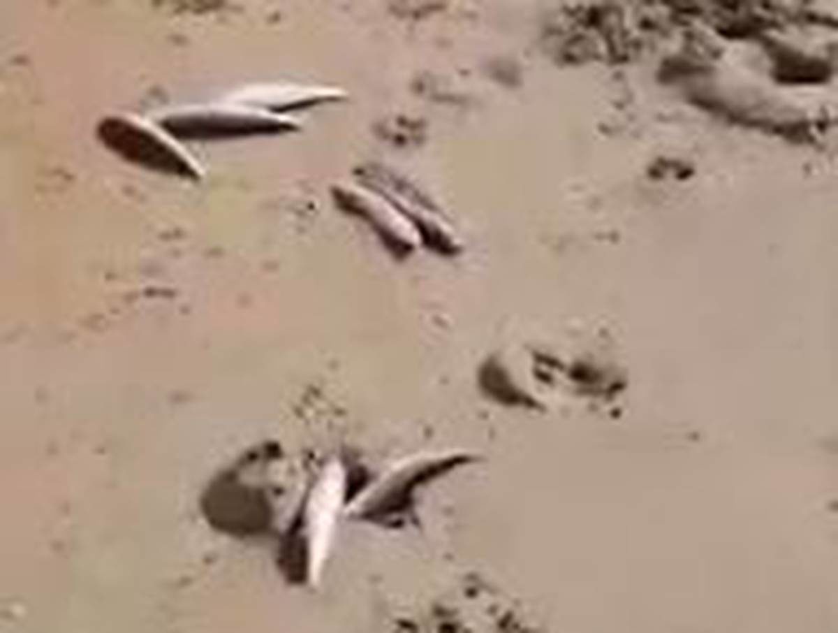 Numerous fish leap out of the water on Karikari Peninsula.