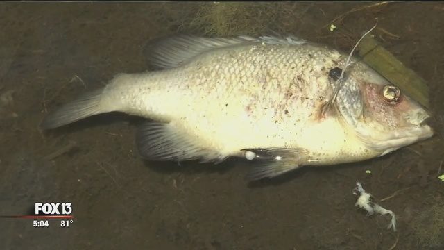 dead fish