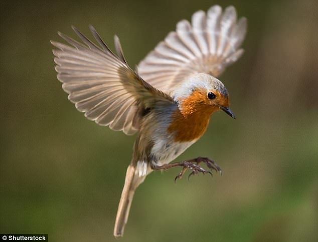 Migrating birds appear to have a 'sixth sense' which means they always manage to find their nesting grounds