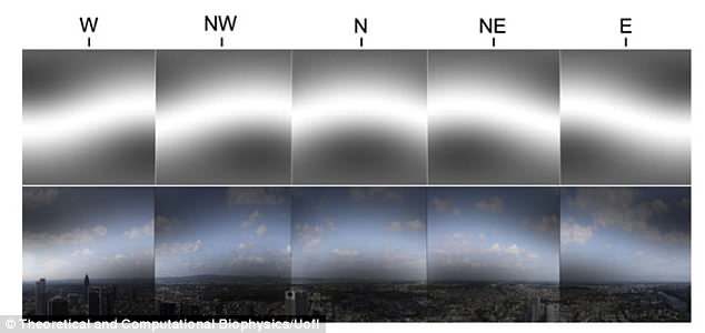 Click to enlarge This protein - which is sensitive to blue light - lets birds 'see' Earth's magnetic field as an overlay on their normal field of view (pictured, above) , two studies suggest