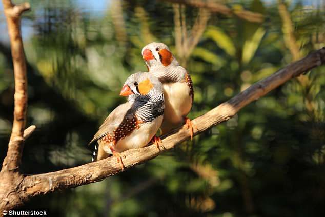 Click to enlarge Researchers found zebra finches (stock image) had three cryptochromes - Cry1, Cry2 and Cry4 - in the brains, muscles and eyes
