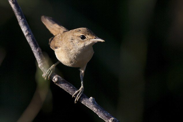 Last year, researchers did a similar study with Eurasian Reed Warblers. They found reed warblers, which spend summers in the UK, use a neat trick to navigate – by somehow measuring the variation between true north, and magnetic north