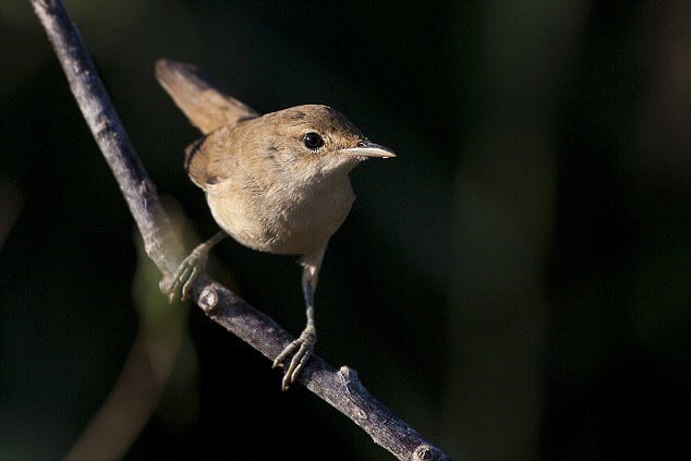 Click to enlarge Last year, researchers did a similar study with Eurasian Reed Warblers. They found reed warblers, which spend summers in the UK, use a neat trick to navigate – by somehow measuring the variation between true north, and magnetic north