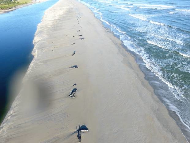Rescuing the whales stranded on the sandbar in rough conditions would put both people and the animals at risk.
