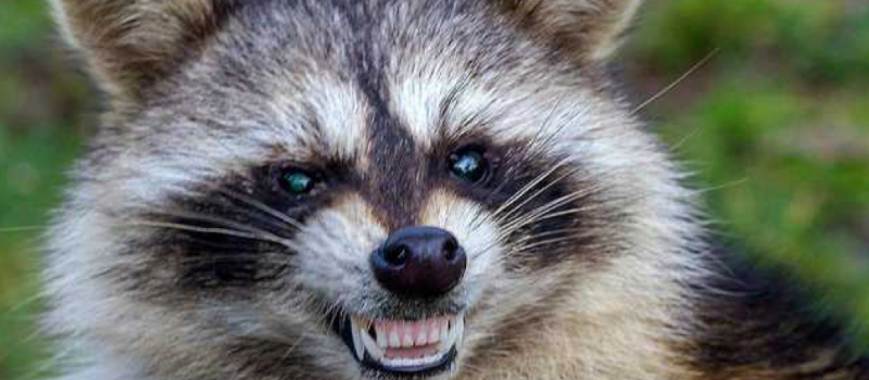 raccoon