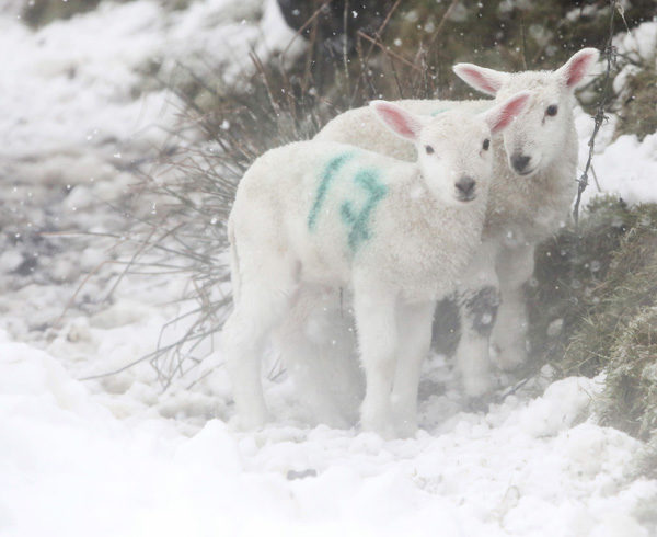 lambs