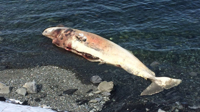 The town of Humber Arm South will be tasked with removing this whale from the community.