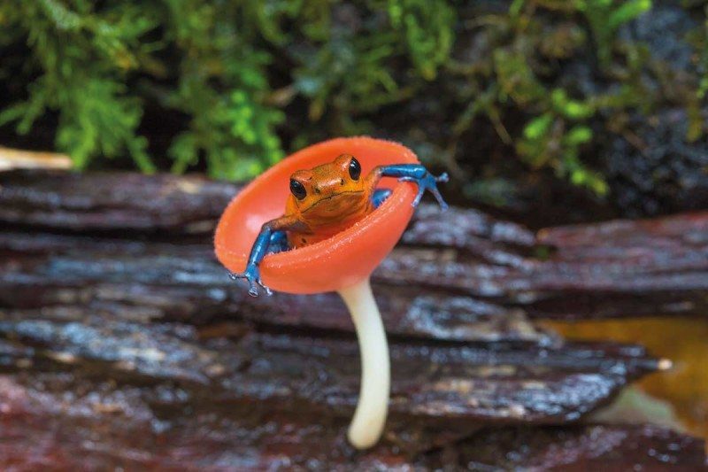 Click to enlarge frog fungi