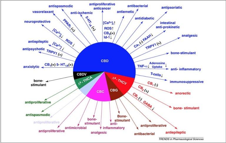Click to enlarge CBD oil