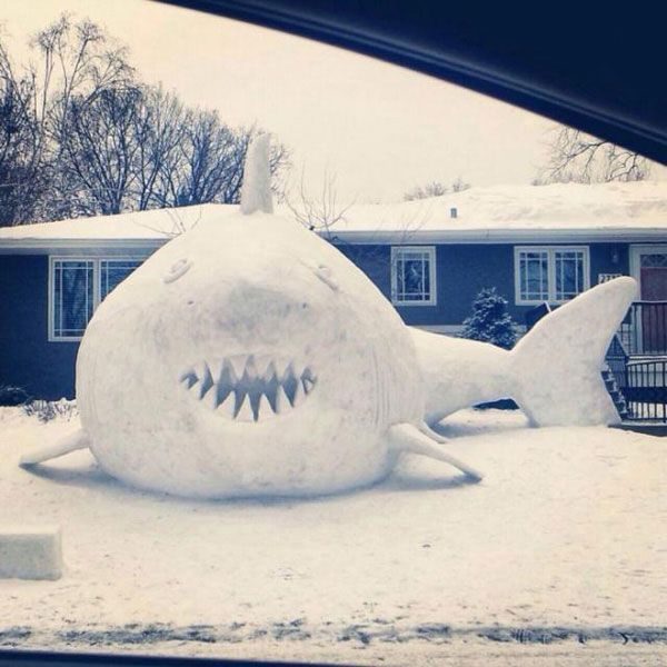 snow shark