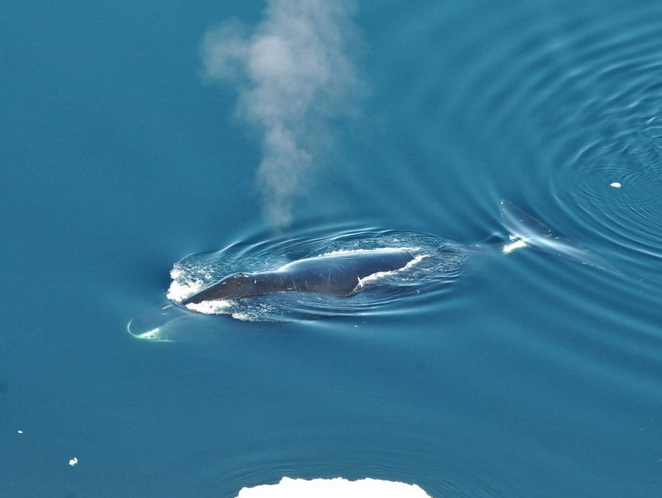 Kit M. Kovacs, Christian Lydersen/Norwegian Polar Institute via AP