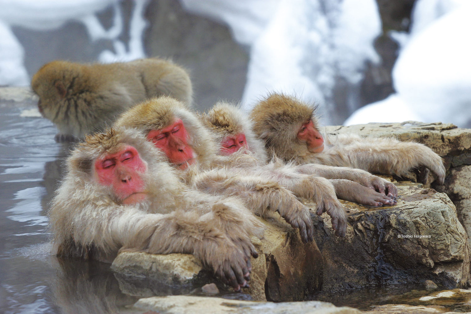 snow monkeys