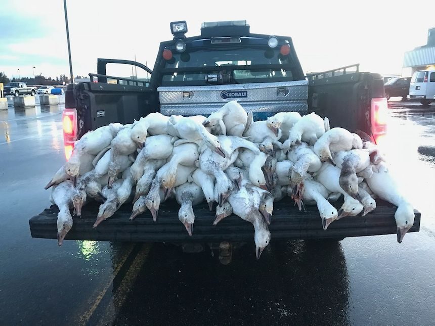dead geese