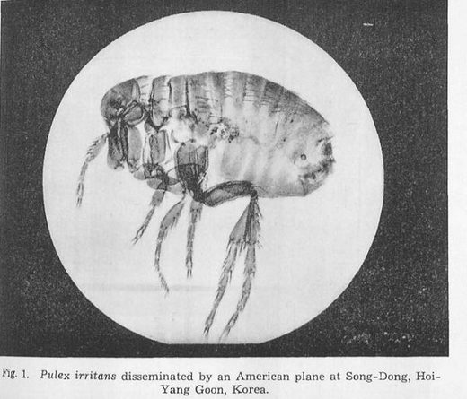 March 1952: U.S. dropped plague-infected fleas on North Korea March 1952: U.S. dropped plague-infected fleas on North Korea