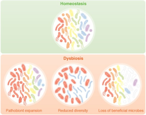 Click to enlarge dysbiosis