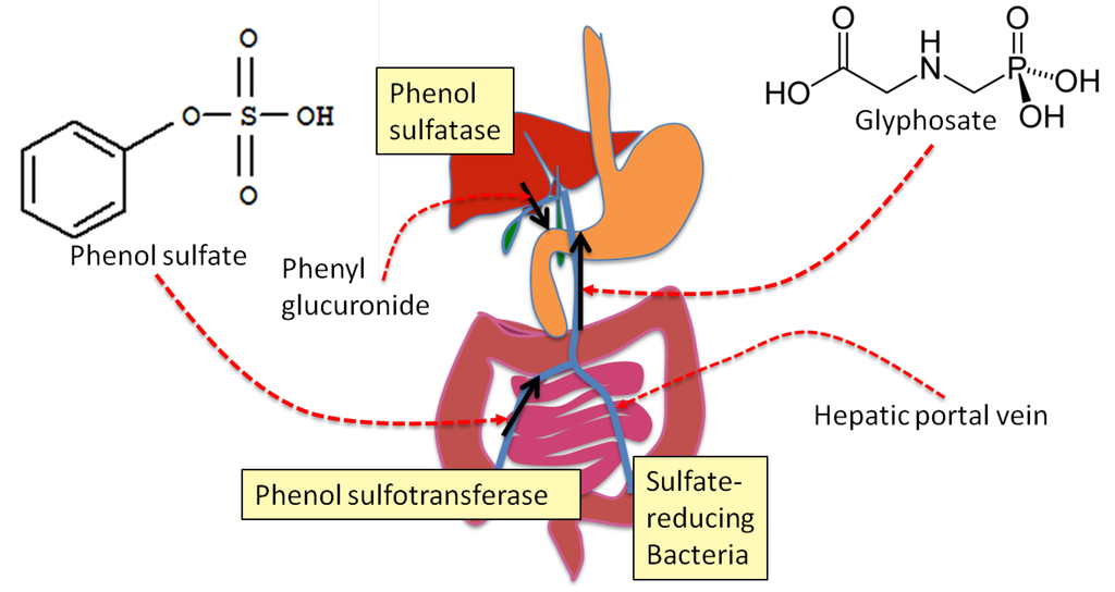 Click to enlarge sulfate phenols
