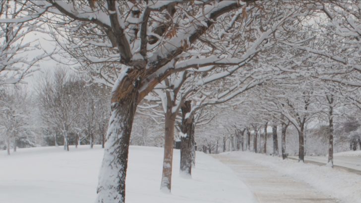 SNOW TREES