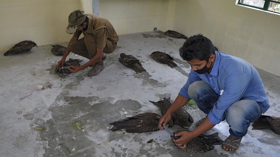 Click to enlarge Veterinary doctors treat sick black kites at Bengal Safari veterinary hospital in Siliguri after around 50 birds were found dead overnight and several others were found in a sick condition.