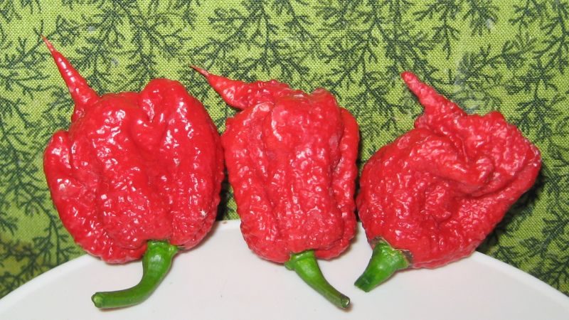 carolina reaper hot pepper