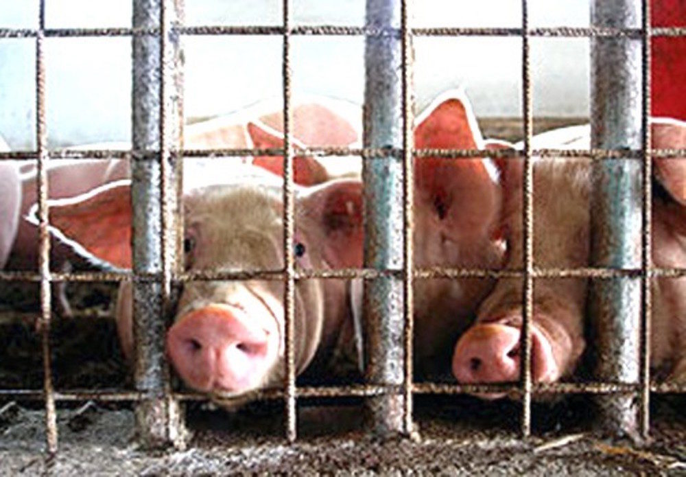 factory farm, CAFO