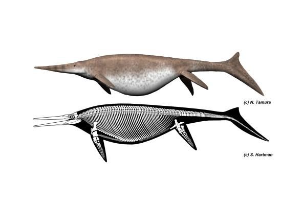 Click to enlarge ichthyosaur Shonisaurus