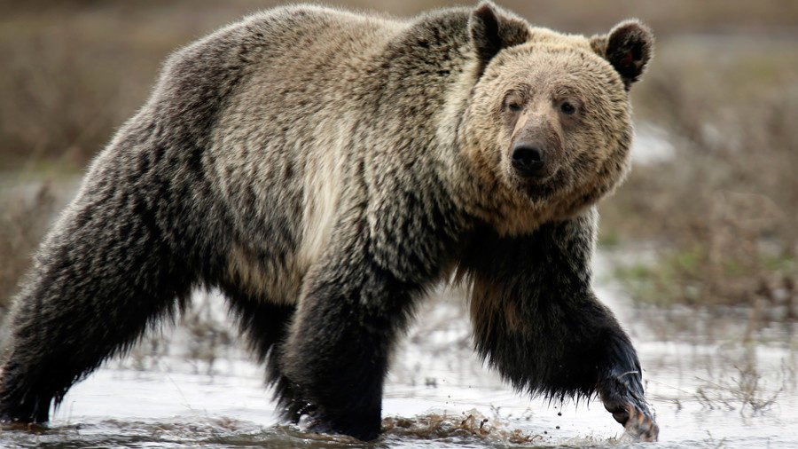 Click to enlarge russian bear