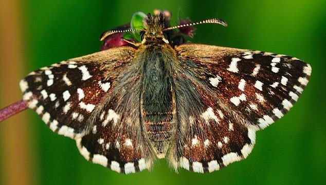 A grizzled skipper butterfly displays its stunning wings. It is one of the species of butterfly under threat