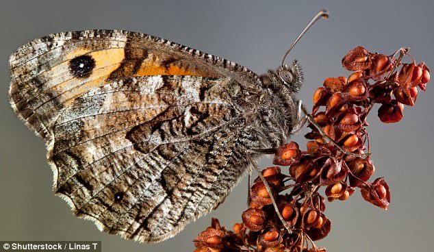 A grayling butterfly clings to a plant. Along with the grizzled skipper, last year it recorded its lowest numbers since records began