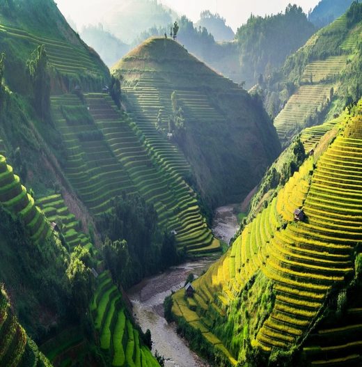 Click to enlarge Vietnam tea