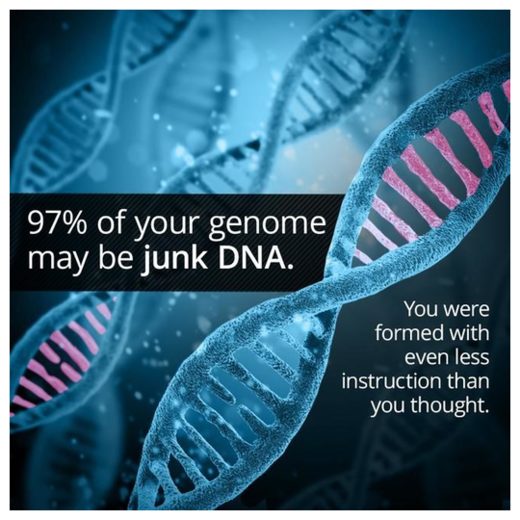 Junk DNA?