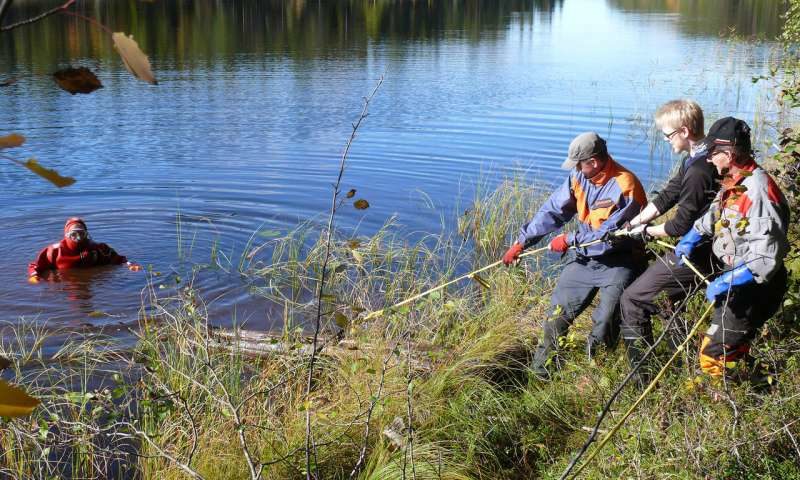 Click to enlarge A subfossil tree trunk being lifted out of a lake.