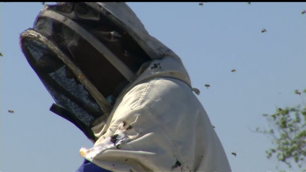 bee keeper bees