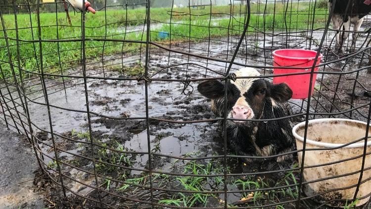 A calf at Burnham Dairy Farm