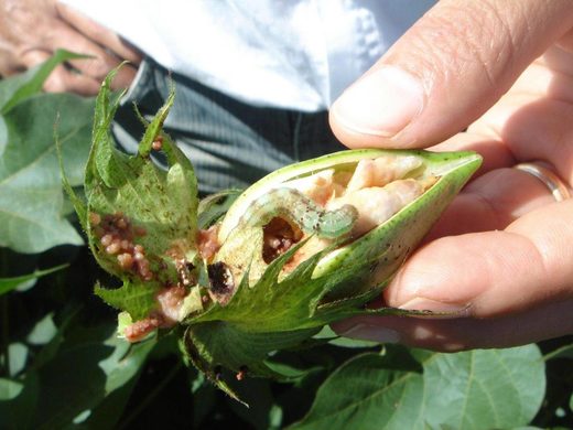 Click to enlarge mega-pest