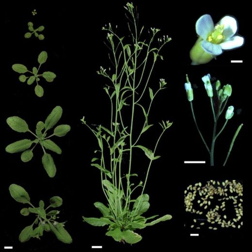 Click to enlarge Arabidopsis thalianacina moon