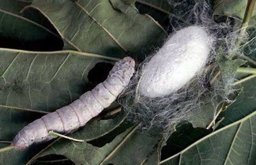 Click to enlarge Silkworm and cocoon