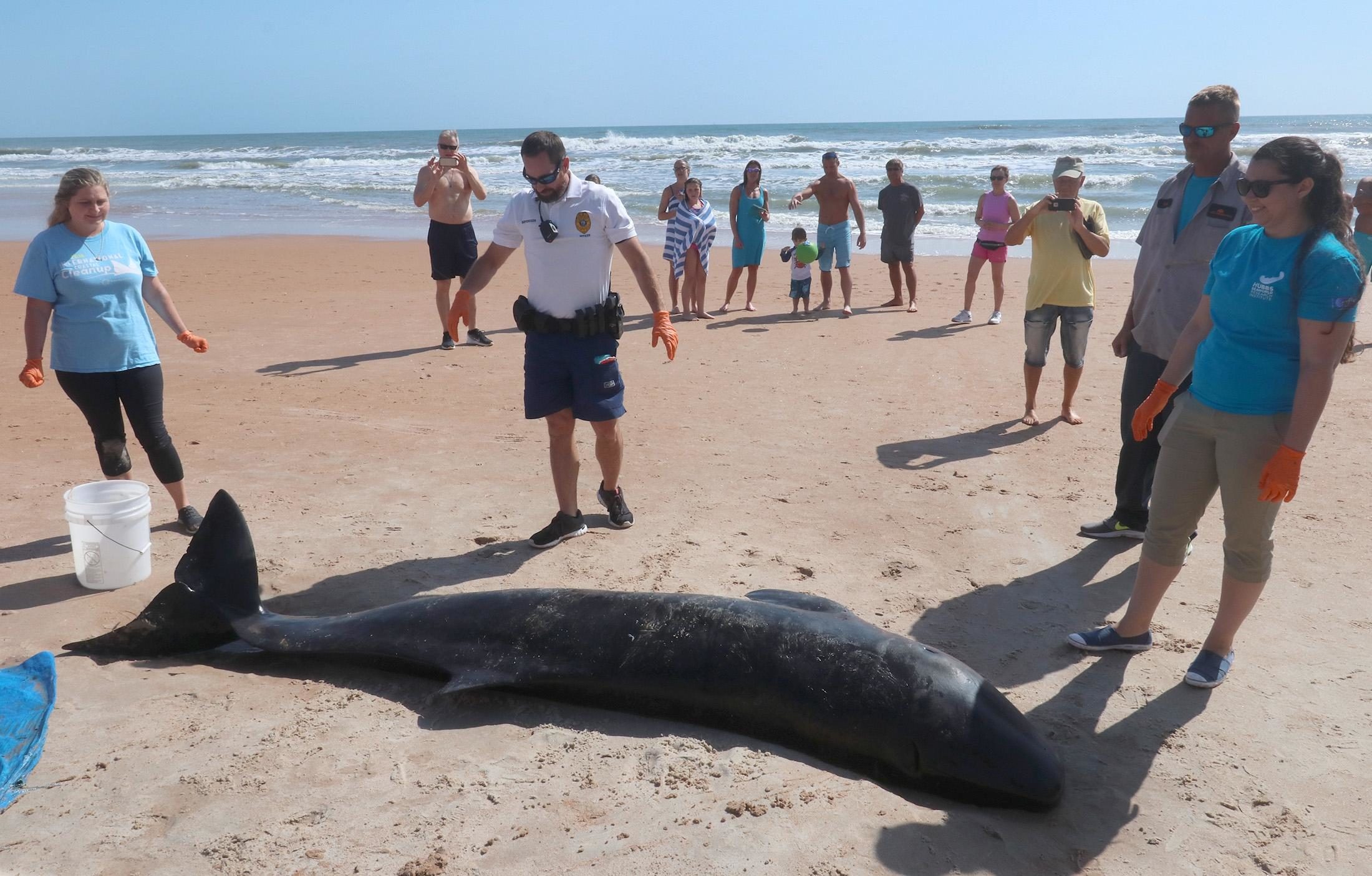Pygmy sperm whale