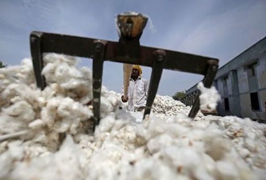 Click to enlarge cotton