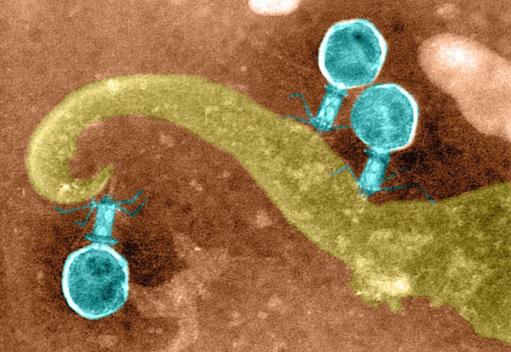 Click to enlarge Virus1
