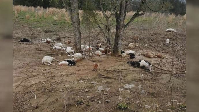 dead sheep