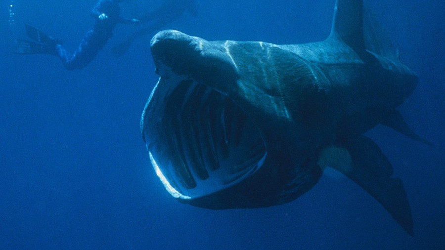 Click to enlarge Shark