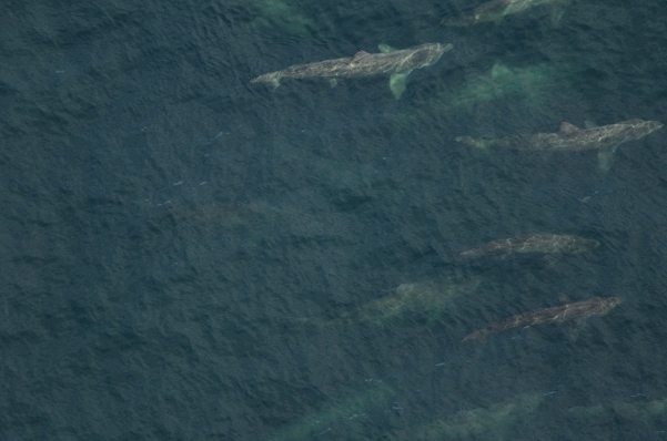 Click to enlarge Sharks