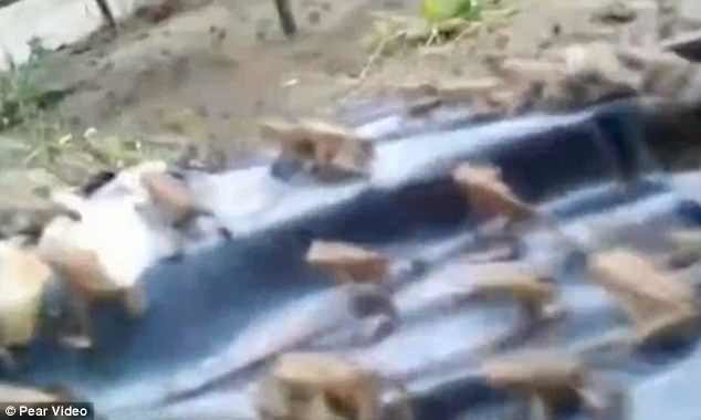 Mobile phone footage shows thousands of toads sitting and hopping on the street in China