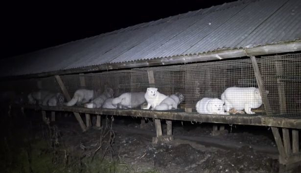 fur farm